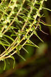 Piedmont marsh elder